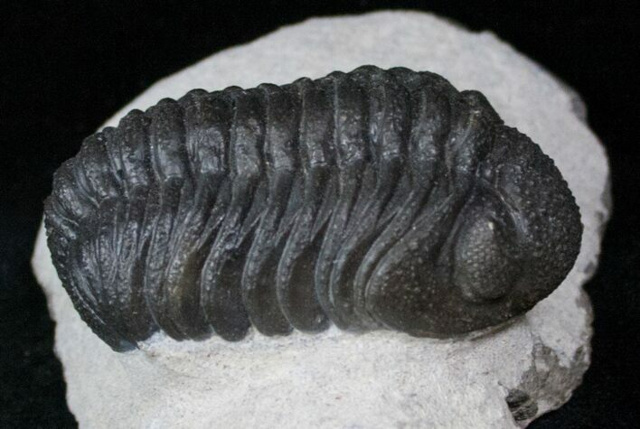 Morocops (Phacops) Trilobite #12899
